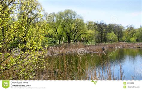 Spring Lake Reflection Of Trees In The Water Stock Photo Image Of Lake Pure 98679296