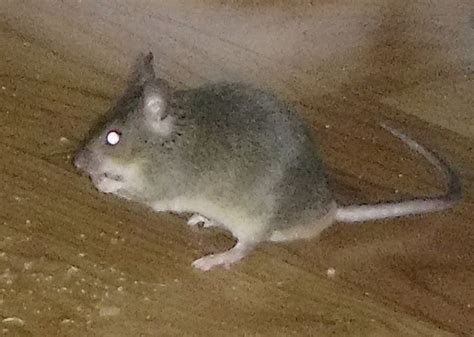 Big Large Mouse On The Floor Wow Crazy That I Gave Him Food Mouse