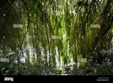 Weeping Willow By The Side Of A Pond With Branches Hanging Down Into