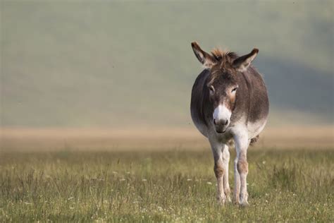 Using Donkeys To Protect The Flock Horsemans News
