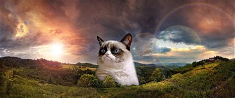 Grumpy Cat Meme Hd Wallpaper 4k Ultra Hd Wide Tv Hd Wallpaper