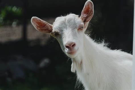 Choosing Your Goats Hodes Veterinary Health Center