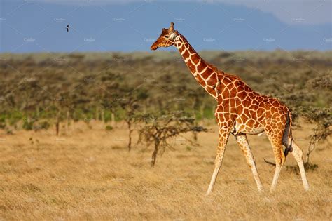 African Giraffe In Savanna High Quality Nature Stock Photos
