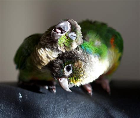 Green Cheek Conure Cuddles Are The Absolute Best Cuddles Green