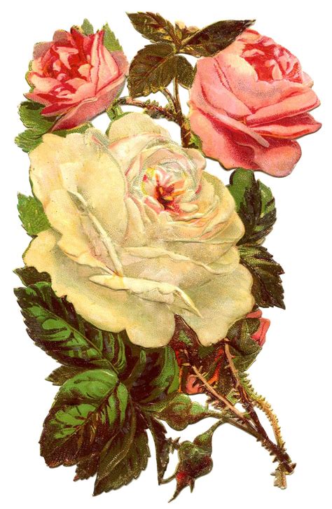 Antique Graphic Pink And White Roses The Graphics Fairy Graphics