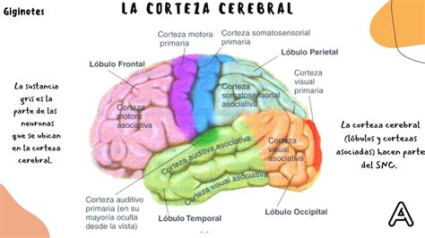 Resúmenes De Corteza Cerebral Descarga Apuntes De Corteza Cerebral