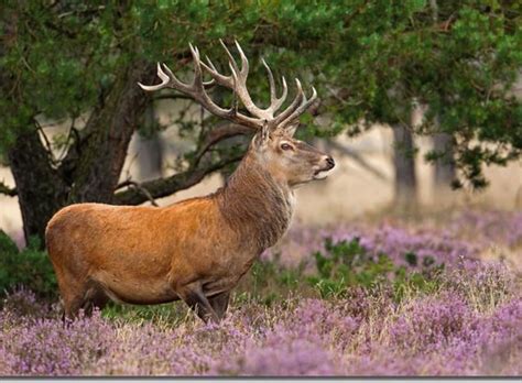 European Red Deer Stag In A Meadow Of Flowers Animals Animals