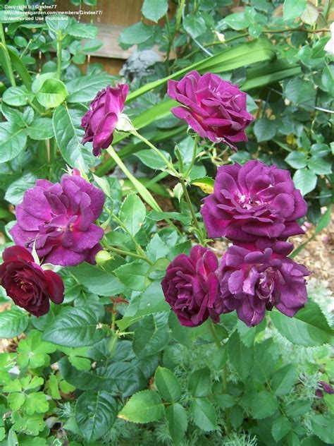 Plantfiles Pictures Shrub Rose Midnight Blue Rosa By