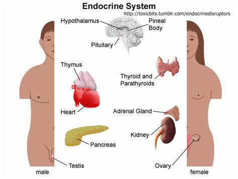 ฮอร์โมน Hormone