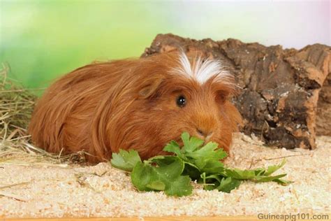 Crested Guinea Pig Breed Spotlight Care Diet And More