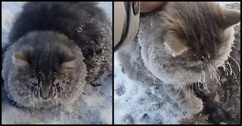 Couple Wonders Why Cat Out In The Cold Isnt Moving Then Realizes Hes