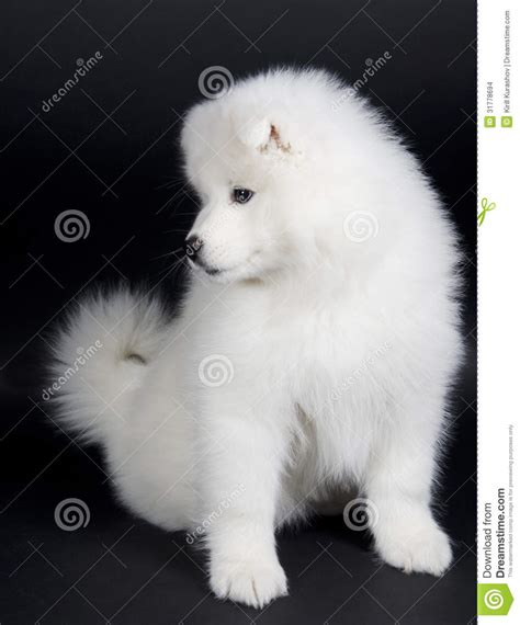 Samoyed Puppy Stock Images Image 31778694