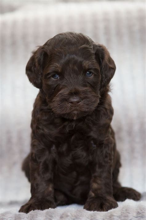 millie chocolate tri male 51 archview labradoodles llc