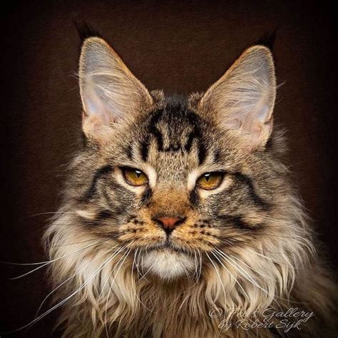 Vivo The Maine Coon Is Like No Cat Youve Ever Seen