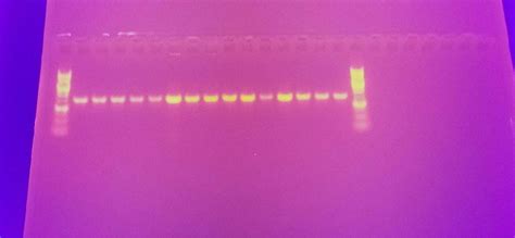 Kb PLUS DNA Ladder GoldBio