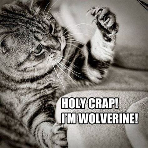Random Overload 31 Pics Funny Cat Memes Funny Animal