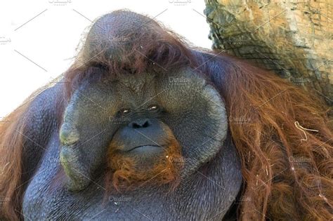 Image Of A Big Male Orangutan By Yod On Creativemarket Male