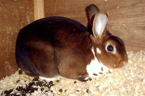 Rex Rabbits For Sale Adoption From Chelmsford England Essex Classifieds Uk