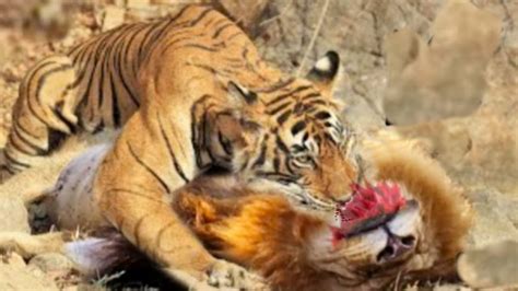Tigre Vs LeÃo Quem Vence 10 Batalhas Reais Entre Os Maiores Predadores Do Mundo Youtube
