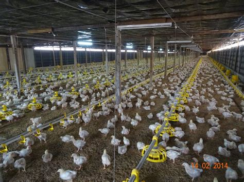 Obo Pusingan Pertama Projek Ternakan Ayam Pedaging Sistem Reban