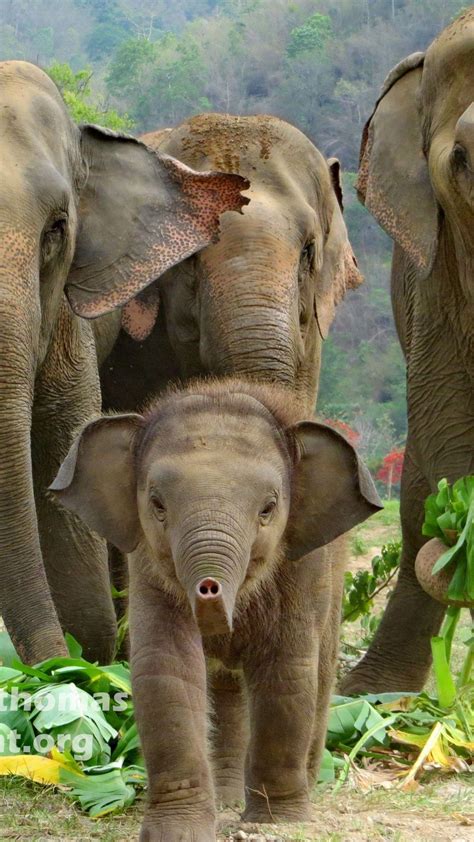 Baby Elephants Wallpapers Top Free Baby Elephants Backgrounds
