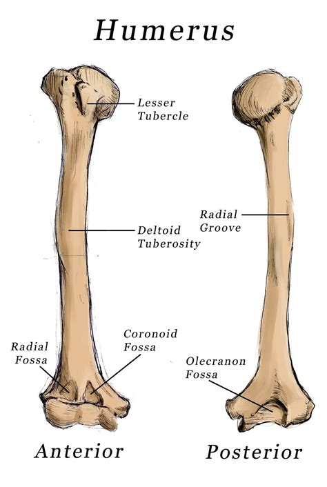 Finally, the greater and lesser tubercles are found at the most superior end of the main shaft of the the hand contains five metacarpal bones that articulate proximally with the carpals and distally with. The humerus is essential for movement because it is the ...