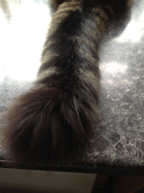 Fluffy Tail Cats Animals Fluffy