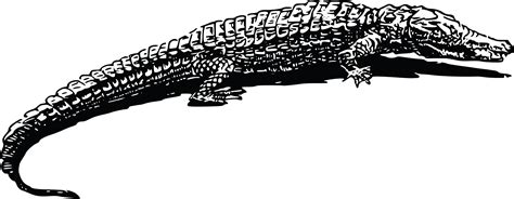 Free Clipart Of A Crocodile