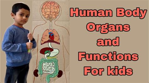 Body Organs For Kids Human Body Organs And Their Functions For