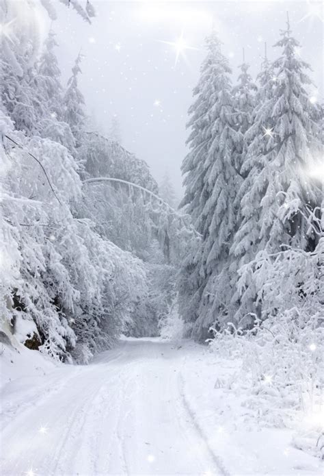 Laeacco Dreamy Winter Snow Forest Trees Way Scene