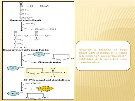 Metabolismo De Los Carbohidratosdiapositivas By Señor Enfermerock Issuu