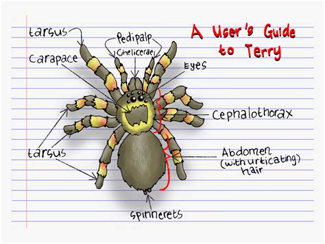 Tarantula Anatomy Diagram