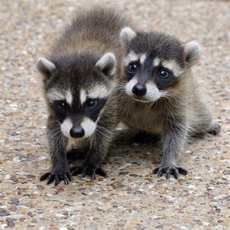 The 25 Best Raccoons Ideas On Pinterest Raccoons Eat