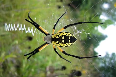 The Big Yellow Garden Spider A Beneficial Spider Hubpages
