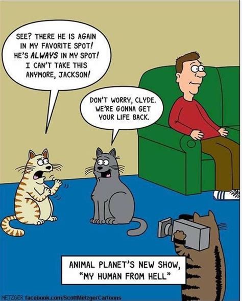 Pin By Sj Rzeminski On Cat Humor Cat Jokes Cat Comics Funny Cats