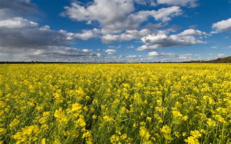 Canola Field