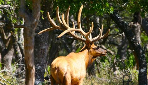 400 Plus Class Elk In Texas Trophy Elk Hunting Ranch