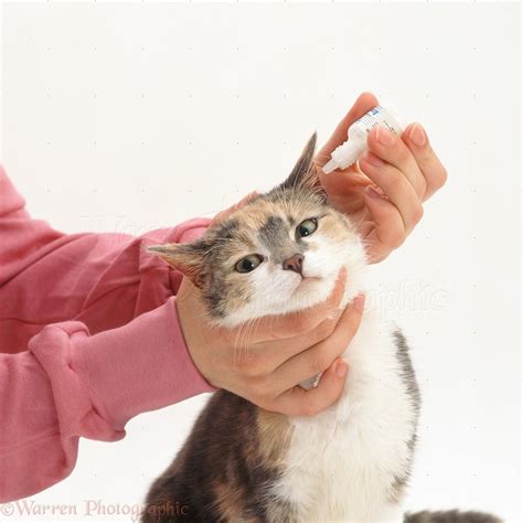 Vet Giving Ear Mite Drops To A Cat Photo Wp14667