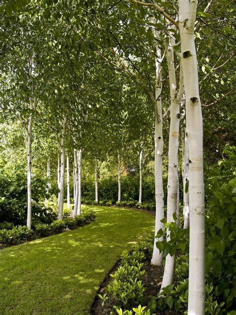 Garden With White Birch Trees In 2020 Birch Trees Garden Beautiful