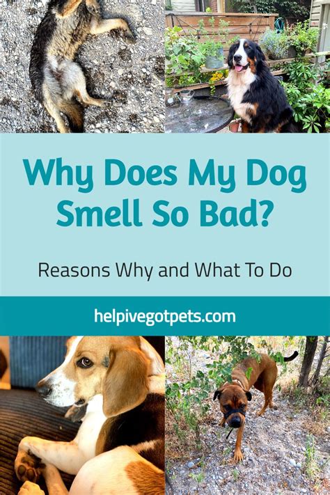 Why Does My Dog Smell So Bad Artofit
