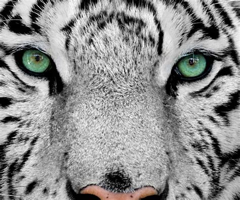 Tiger Eyes Wallpapers Top Nh Ng H Nh Nh P