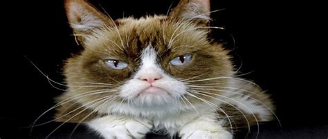 internet sensation grumpy cat has died at age 7