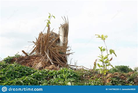 Splinter Tree Stumps After Deforestation Stock Photo Image Of Tree