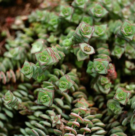 9 Varieties of Succulent Plants for Indoor Growing