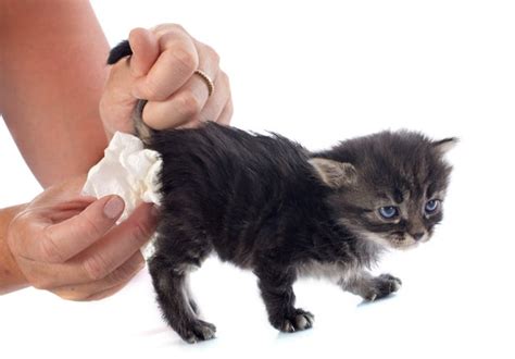 Dealing With Kitten Diarrhea — Pet Central By Chewy