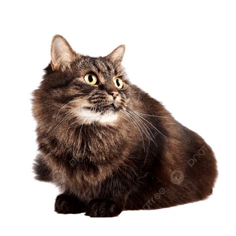 Fluffy Cat Nobody Playful Beautiful Carnivore Png Transparent Image