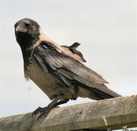 Filehooded Crow Corvus Cornix Wikimedia Commons