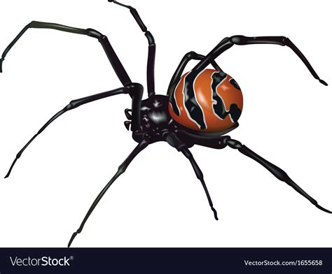 Black Widow Spider Royalty Free Vector Image Vectorstock
