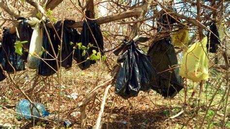 Dozens Of Dead Cats Found Hanging From Tree In Yonkers Ny Ctv News