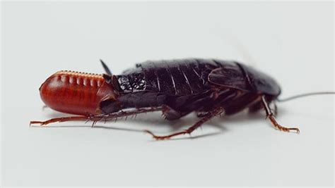 Identifying And Getting Rid Of Oriental Cockroaches In The Woodlands